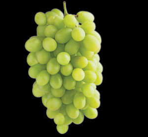 http://contentz.mkt6512.com/ra/2023/21166/08/48574507/grapes.jpg